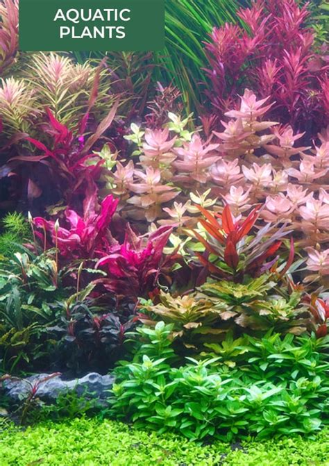 buy aquarium fish online india|Buy Aquatic Plants & Aquarium Fish online.